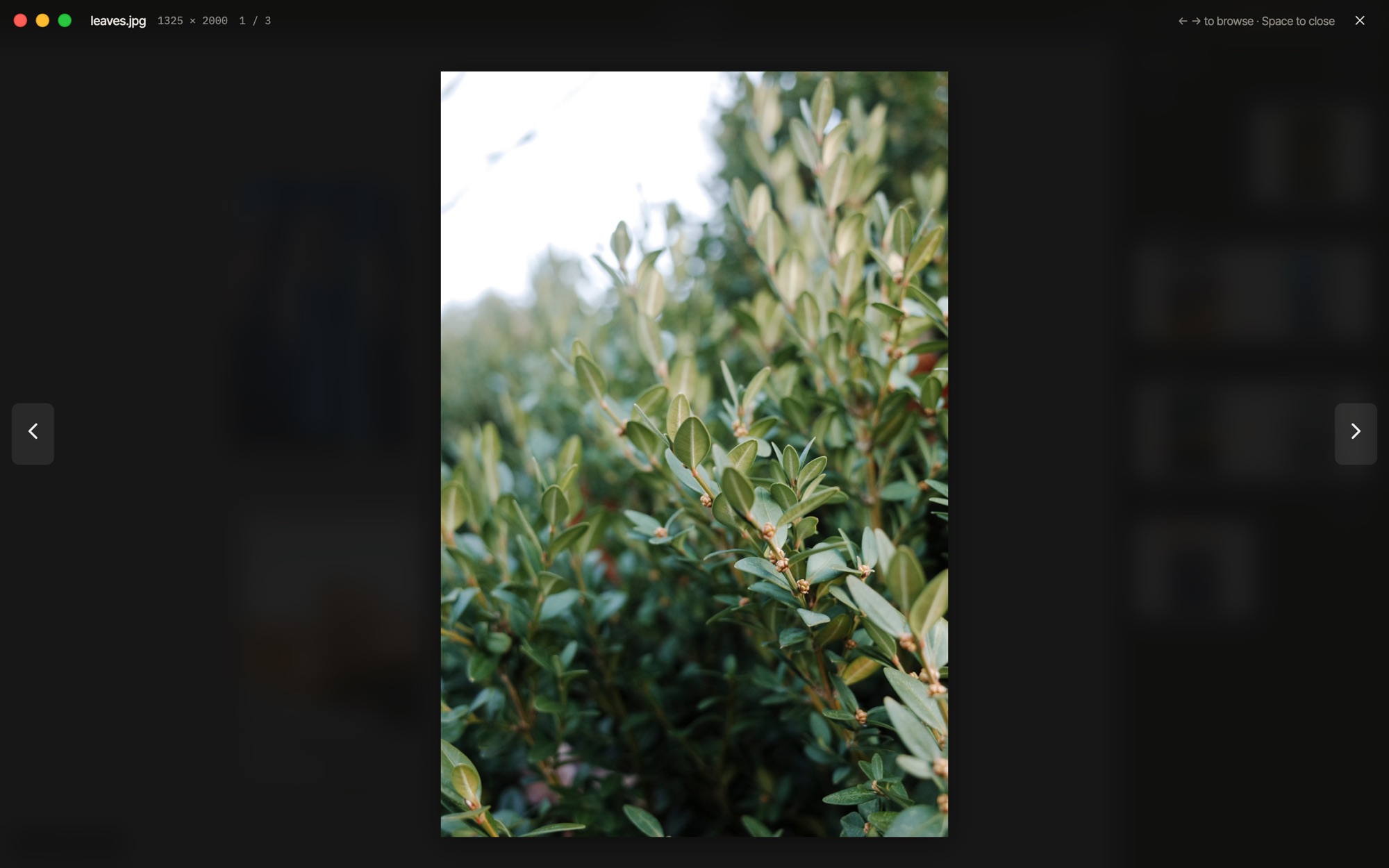 Quick Look: a photo full size